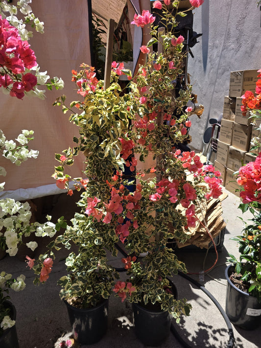 Bougainvillea Orange flower variegated 5 gallon pot in pole 4 ft tall
