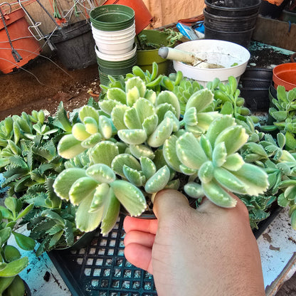 Cotyledon tomentosa Variegated in 4 inch pot succulent easy care