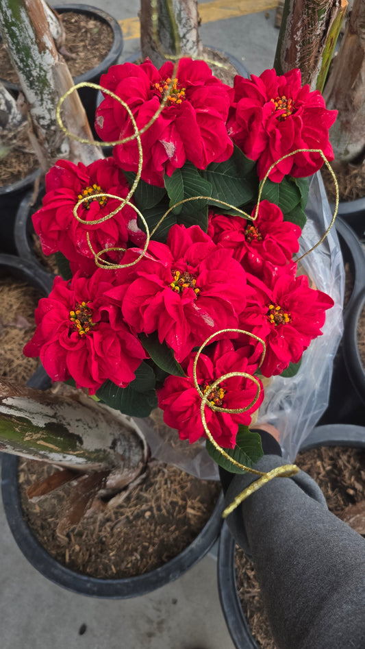 Noche buena Poinsettia Red Rose, Christmas gifts in 6 inch pot- Get Similar