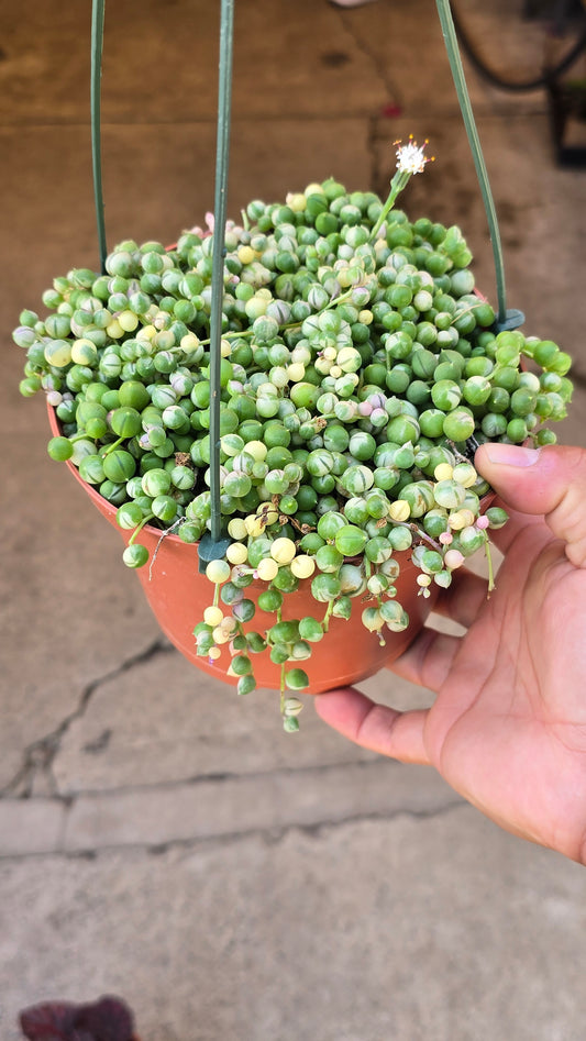 6 inch pot, Variegated String of Pearls - Succulent hanging plant - Get Similar