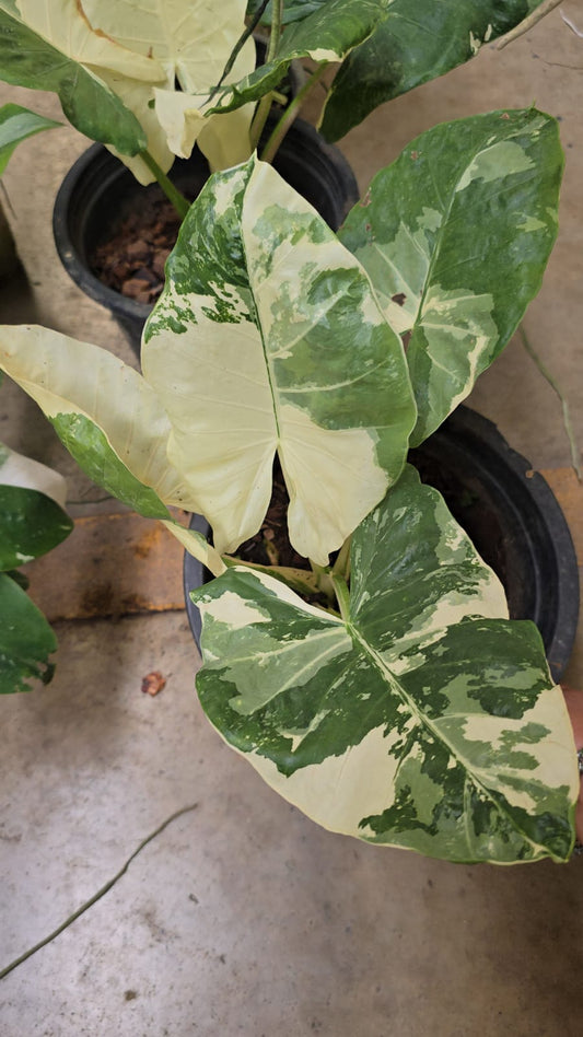 Alocasia Dawn Variegated rare collection - root in moss 1.5-2 feet tall