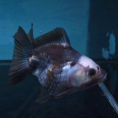 Live Exact Goldfish Oranda Show Quality Panda Yuanbao style 3.5 inch total size Female (GF1)