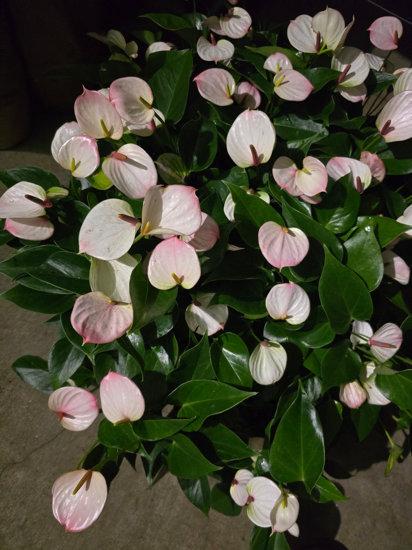 4 inch Pot - Anthurium lyla Purple Andraeanum - Exquisite Indoor Plant with Long-Lasting Blooms and Lush Foliage & Gloss- Get similar to the picture