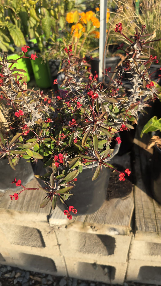 Red Crown-of-thorns Euphorbia milii, Christ Plant in 1 gallon pot