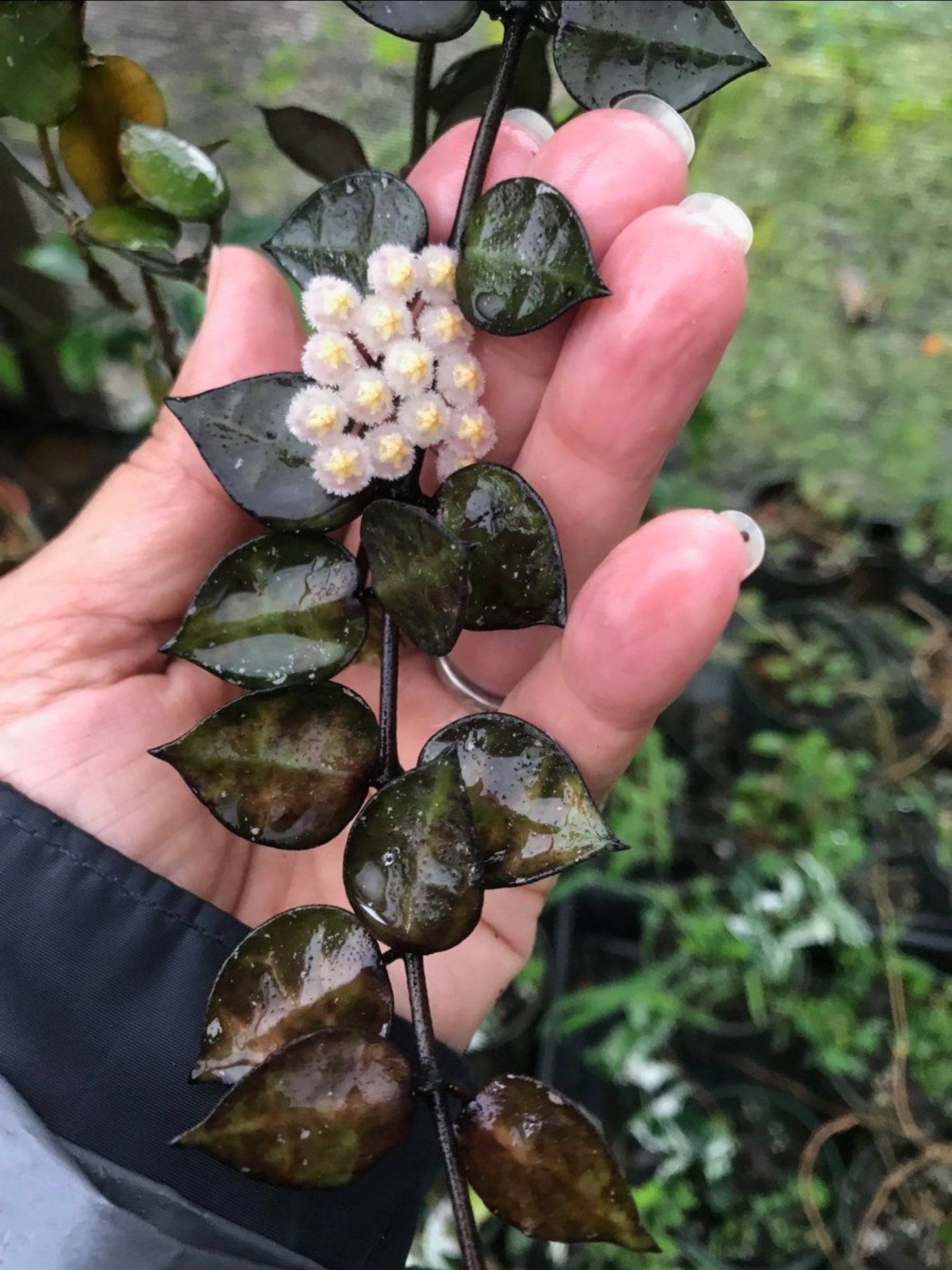 Hoya krohniana 'Black' in 6 inch basket full easy care fragrant flowers
