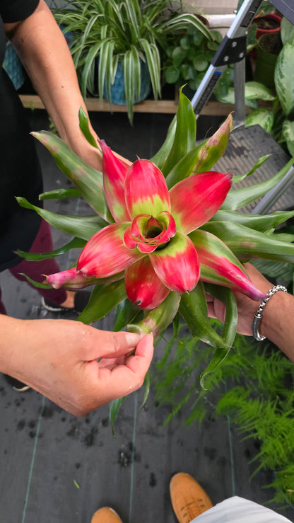 6 inch Pot - XL Live Plant Bromeliad Neoregelia (Medusa)  Get similar to the picture