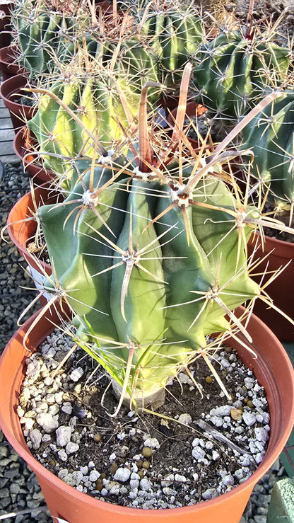 Ferocactus emoryi Cactus in 6 inch pot