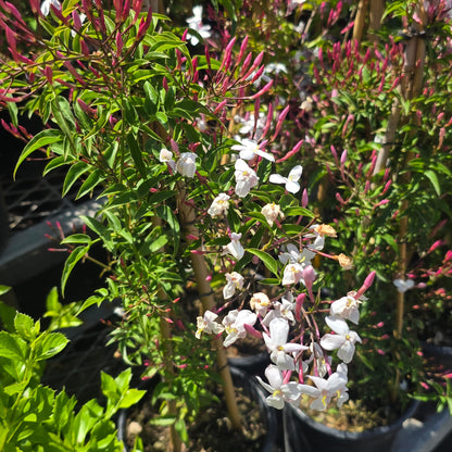 White Jasmine aromatic Jasminum polyanthum on a pole 4 feet tall 5 gallon pot