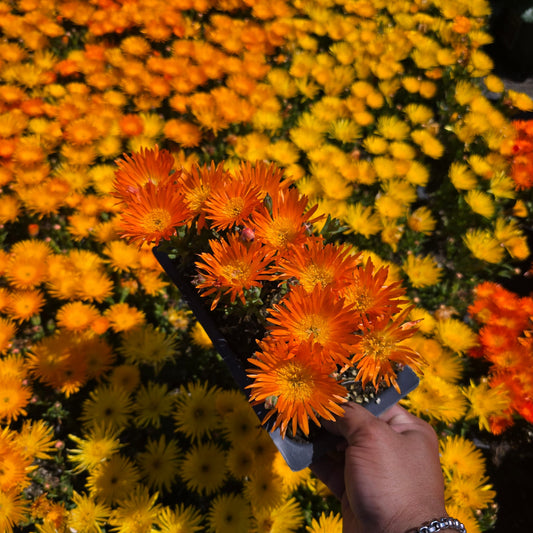 Orange Lampranthus spectabilis AKA trailing ice plant. 6 pack 2inch pots