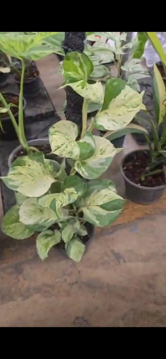 Snow Queen pothos roots in moss, growing vertical