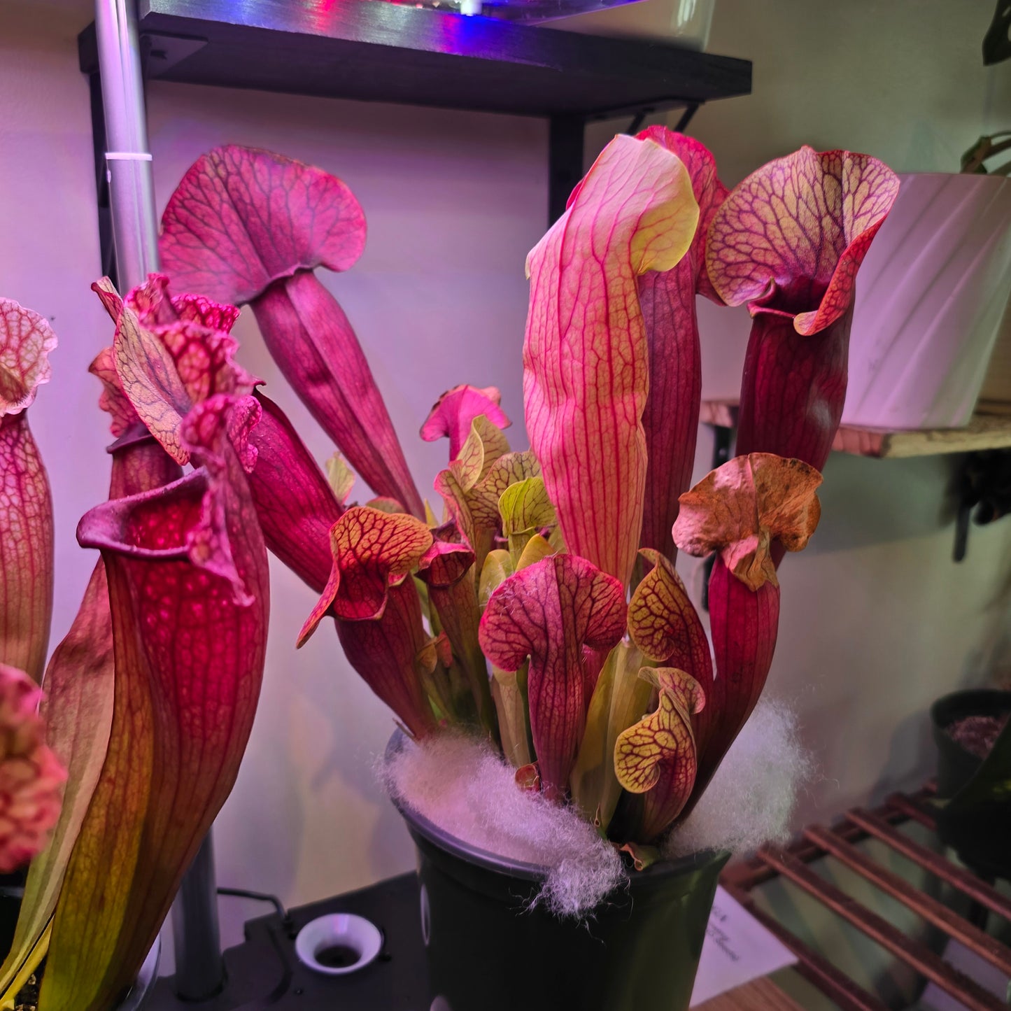 Sarracenia oreophila in 5 inch pot carnivorous plant