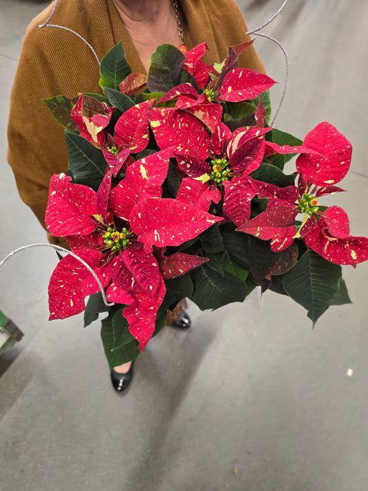 Noche buena Poinsettia Red Glitter, Christmas gifts in 6 inch pot- Get Similar