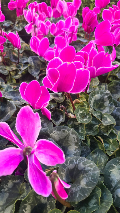 Cyclamen Pink White Rim, Christmas gifts in 5 inch pot Winter Flowers- Get Similar