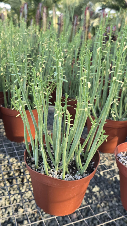 Euphorbia mauritanica in 6 inch pot succulent plant