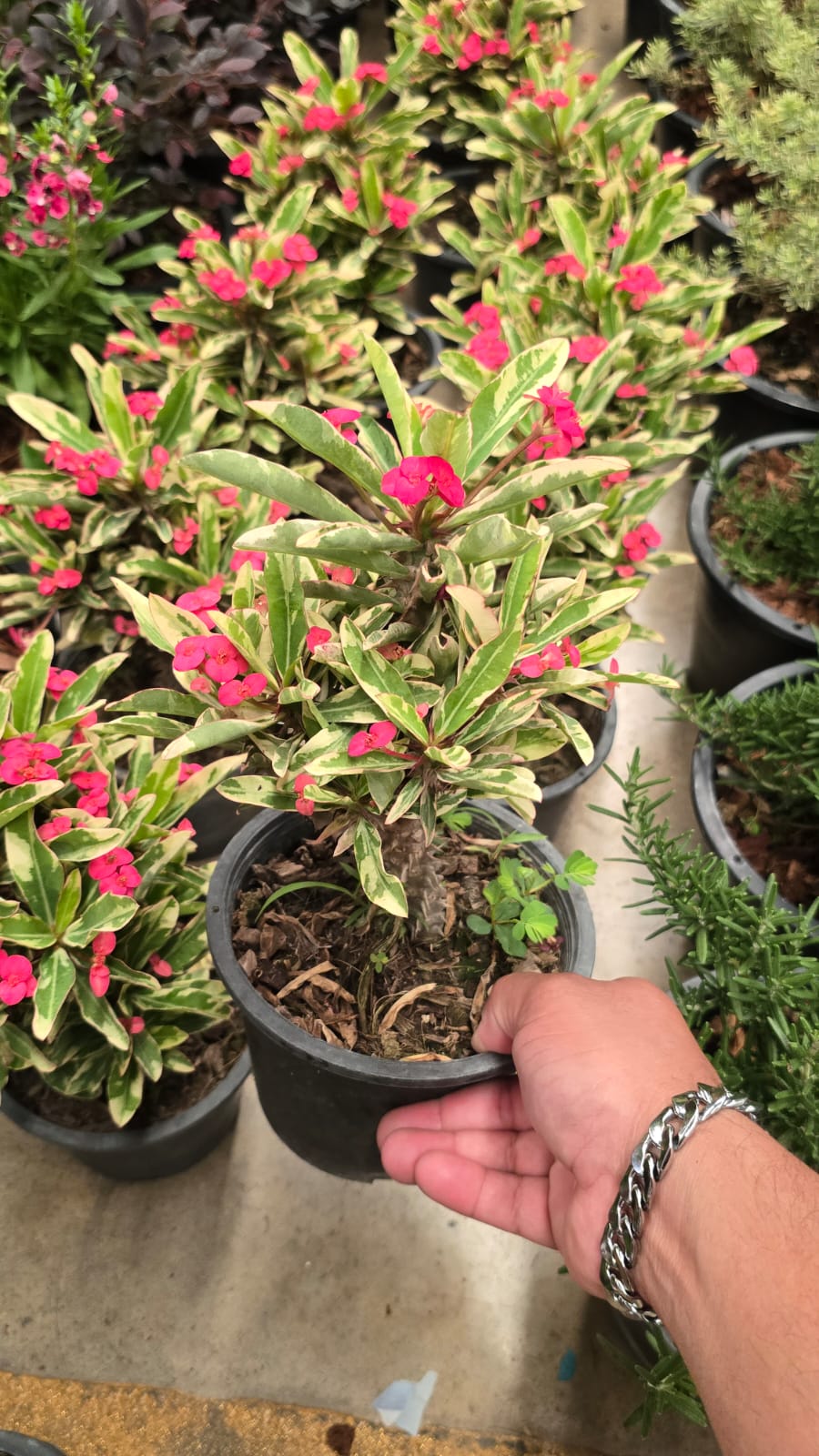 Euphorbia milii Crown-of-thorns variegated red flower root in moss