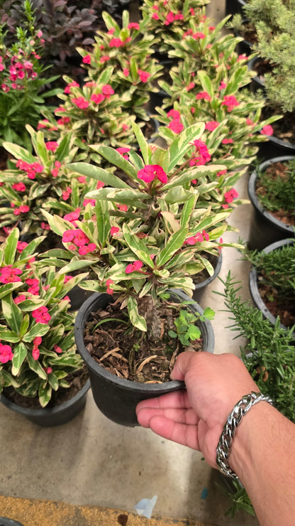 Euphorbia milii Crown-of-thorns variegated red flower root in moss