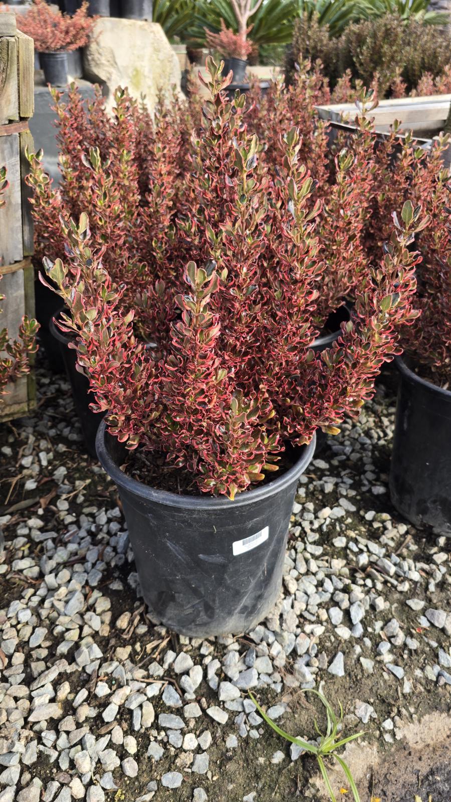 Coprosma repens 'Pacific Sunset' on 5 gallon pot - Get similar