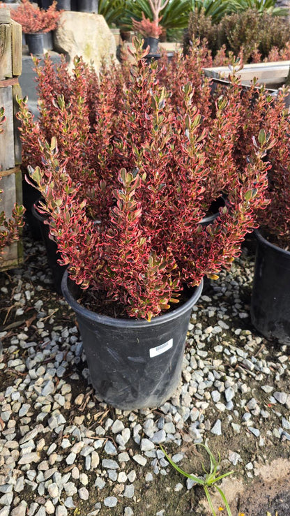 Coprosma repens 'Pacific Sunset' on 5 gallon pot - Get similar