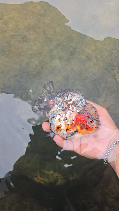 (ORA-11-AAA) Calico Oranda Godzilla High Quality Wholesale Bag - Pick Size and Quantity in Bag