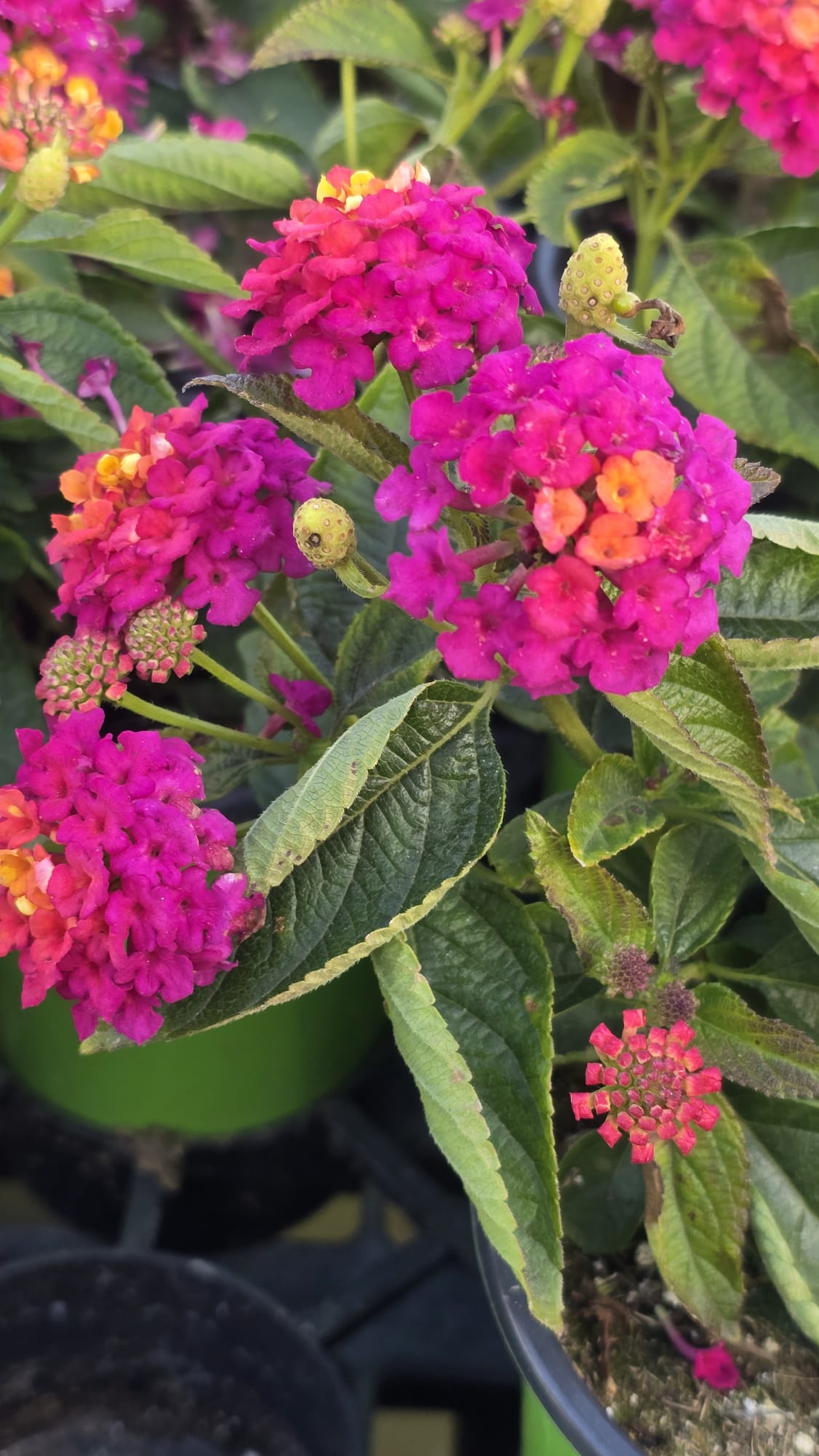 Pink West Indian Lantana camara plant in 5 inch pot Easy care