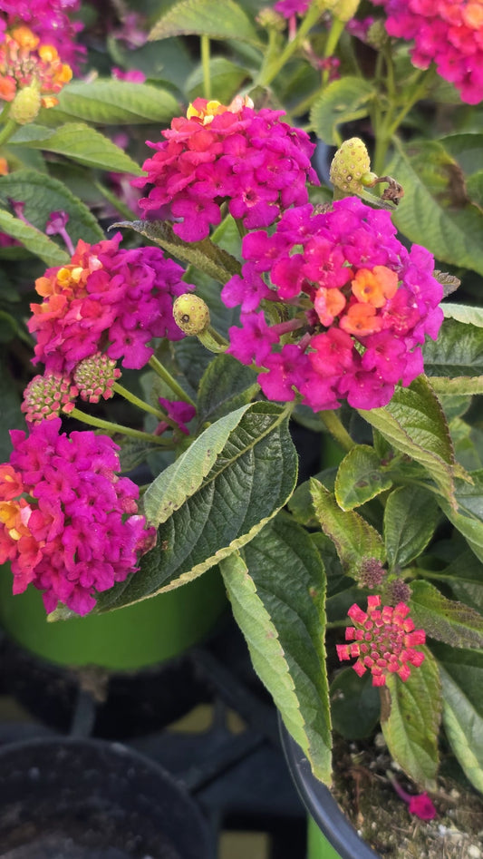 Pink West Indian Lantana camara plant in 5 inch pot Easy care