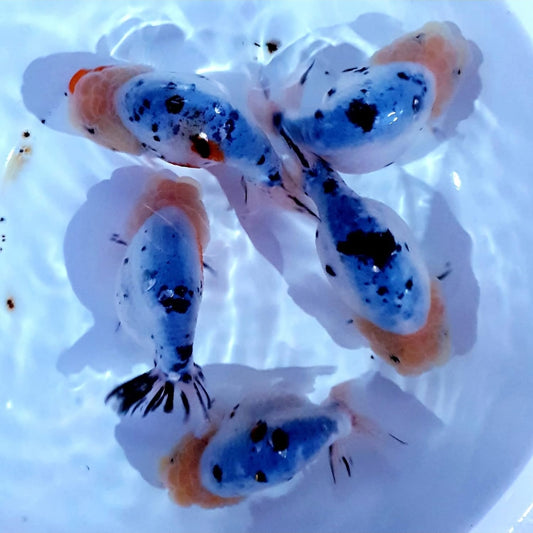 (RAN-17-AA/AAA) Galaxy Ranchu High Quality Wholesale Bag - Pick Size and Quantity in Bag