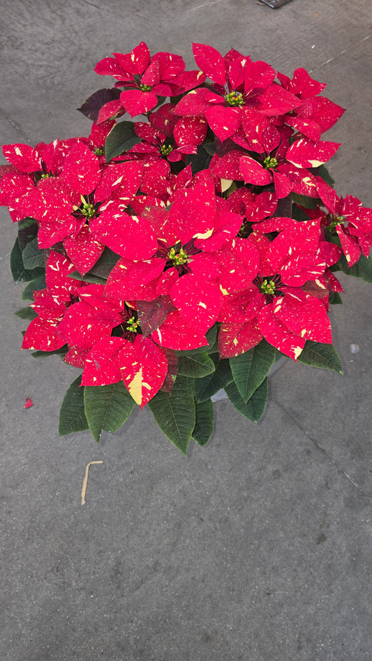 Noche buena XL 2ft tall Poinsettia Red Glitter, Christmas gifts in 8 inch pot- Get Similar