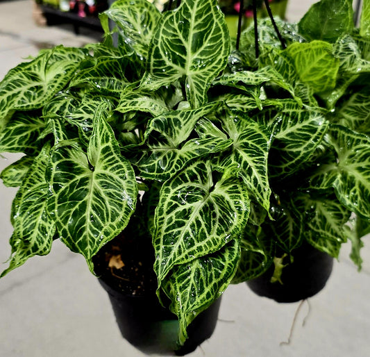 6 inch Pot - Syngonium Batik Variegata, Syngonium glo go Live Rare Houseplants Very Elegant indoor Plant - Get similar to the picture