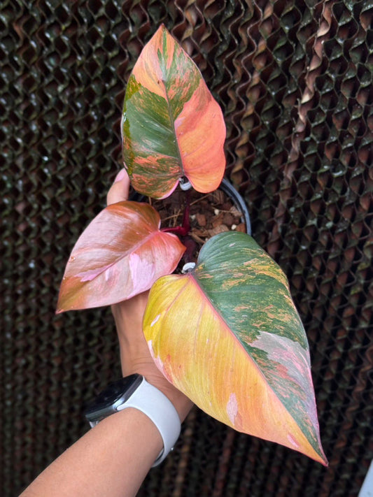 Pink Princess tri color Variegated Philodendron Roots in Moss 3+ leaves - Rare, get Similar