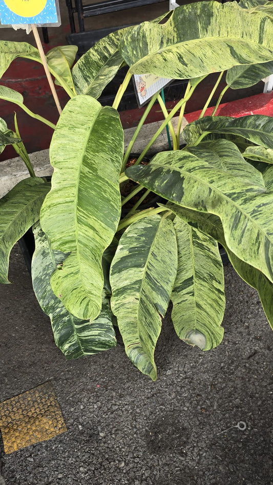 Epipremnum Giganteum Marble Aurea big plant rooted in moss easy care