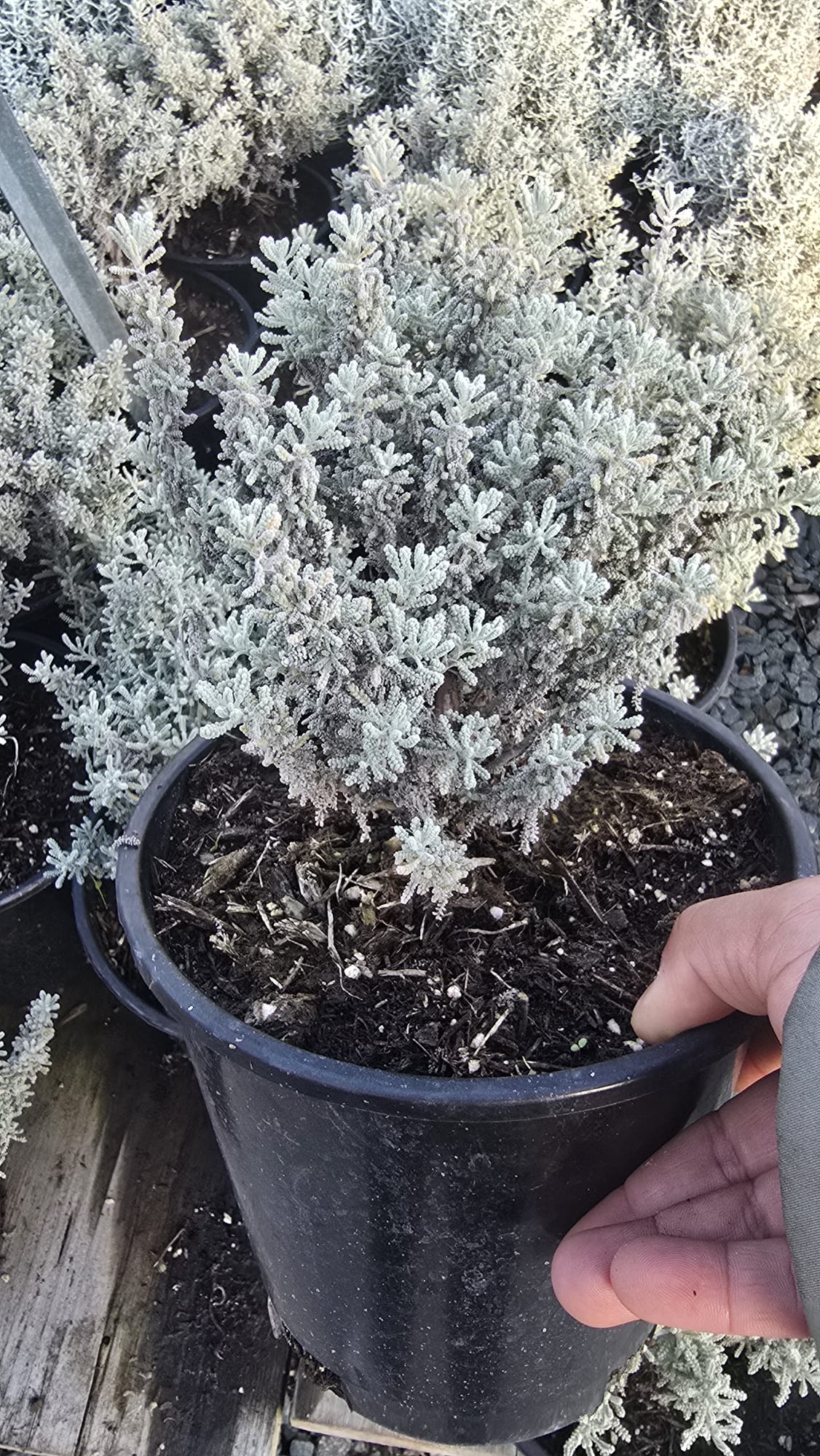 Lavender-cotton Santolina chamaecyparissus in 1 gallon pot