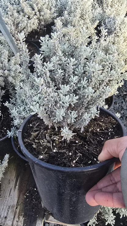 Lavender-cotton Santolina chamaecyparissus in 1 gallon pot