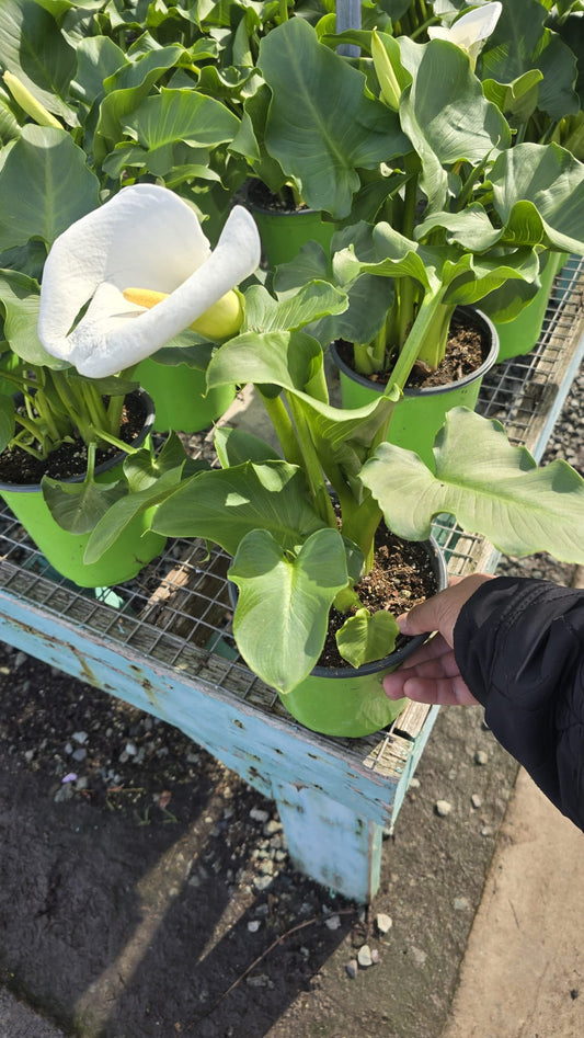 Arum-lily Zantedeschia aethiopica in 1 gallon pot white flower
