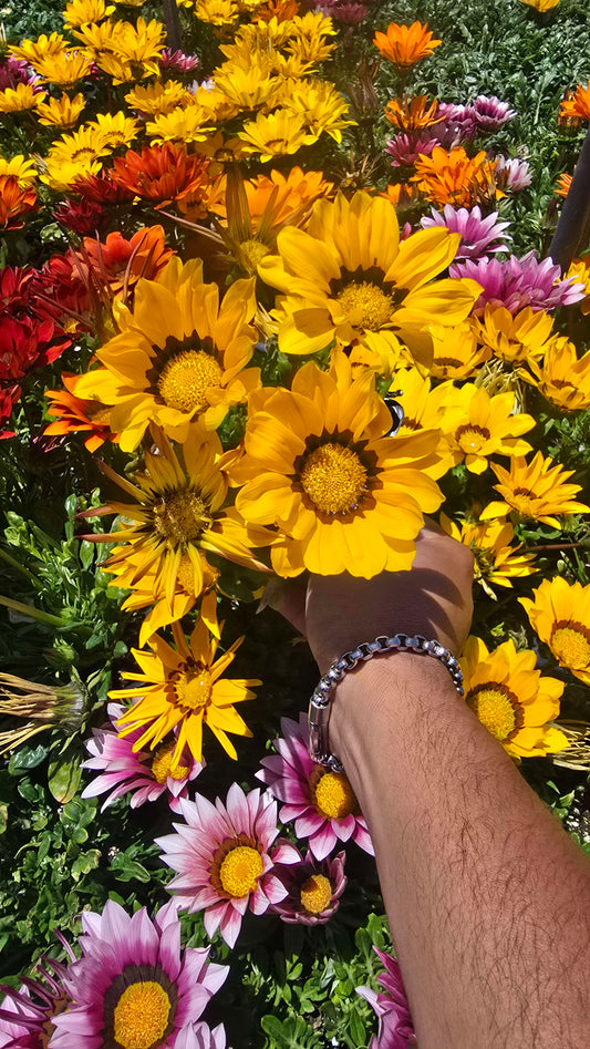 Gazania flowers Yellow, also known as Treasure Flowers or African Daisies 6 set of 4 inch pot