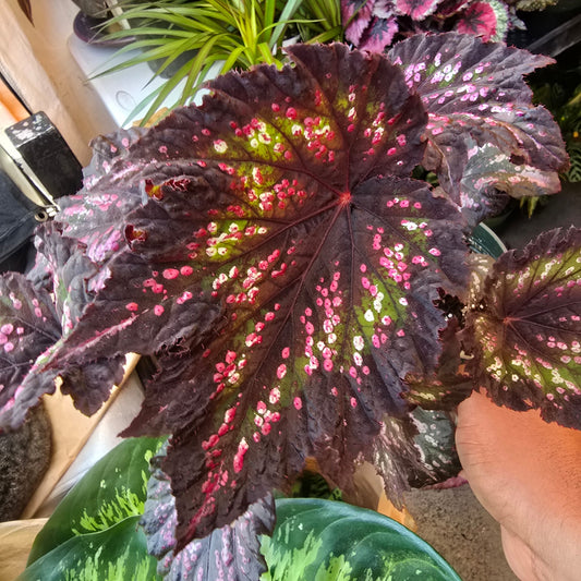 Etna Begonia Rex in 6 inch pot