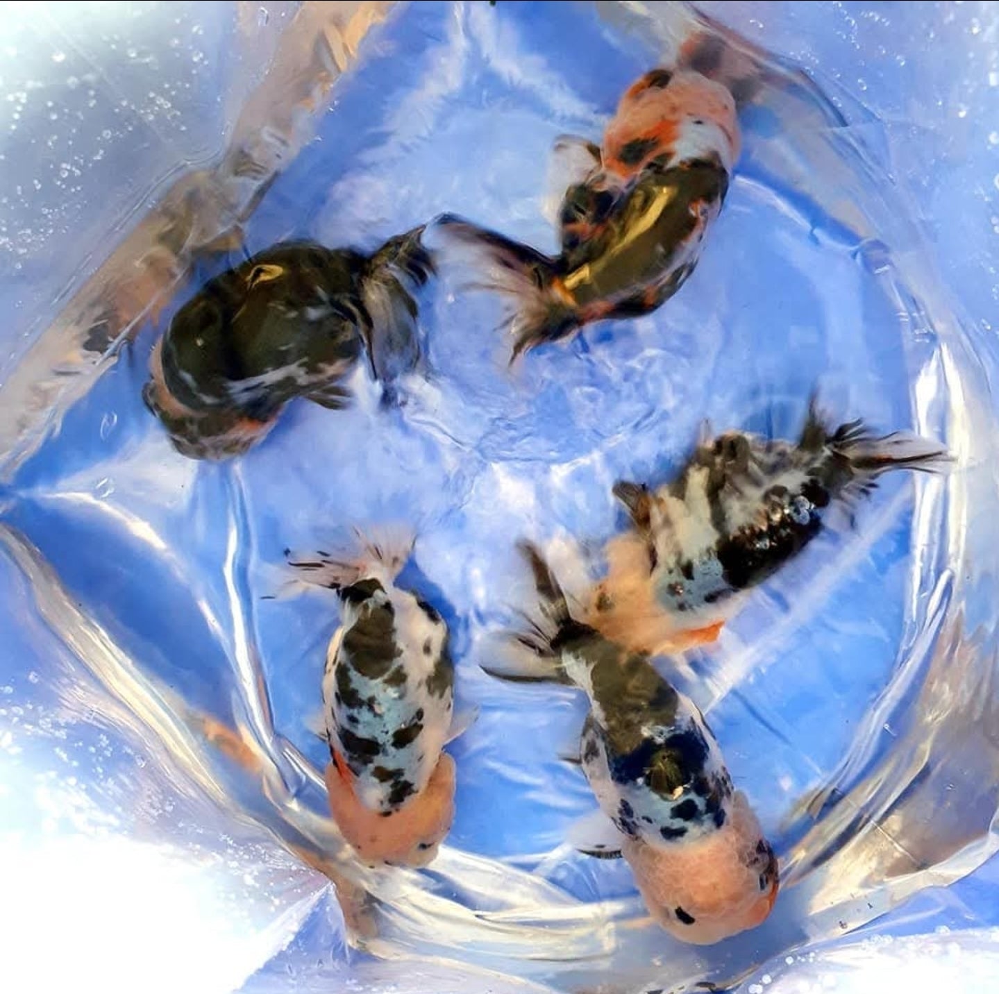 (RAN-17-AA/AAA) Galaxy Ranchu High Quality Wholesale Bag - Pick Size and Quantity in Bag