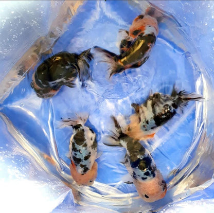 (RAN-17-AA/AAA) Galaxy Ranchu High Quality Wholesale Bag - Pick Size and Quantity in Bag