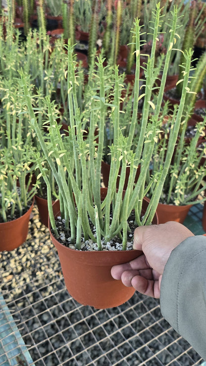 Euphorbia mauritanica in 6 inch pot succulent plant