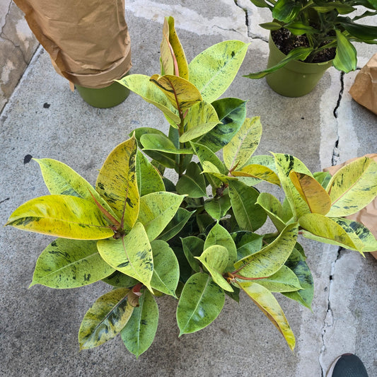 New! Shiveriana Rubber Ficus Tree in 8 inch pot