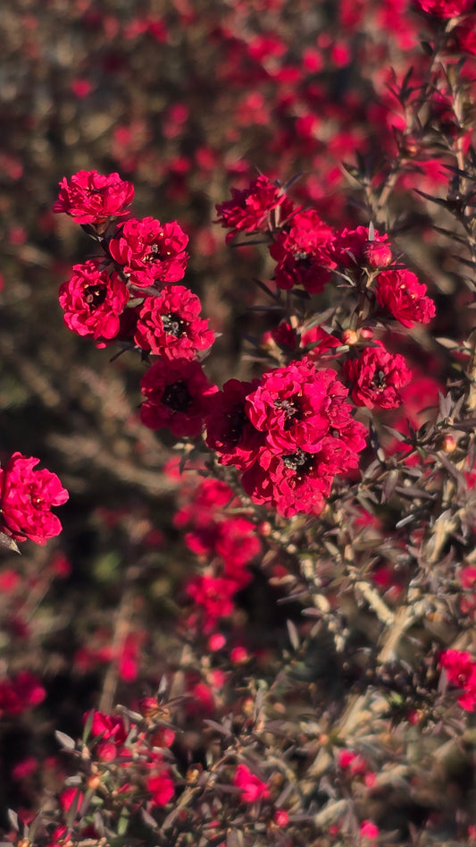 Leptospermum scoparium 'Ruby Glow 5 gallon pot 5tf tall - Get similar