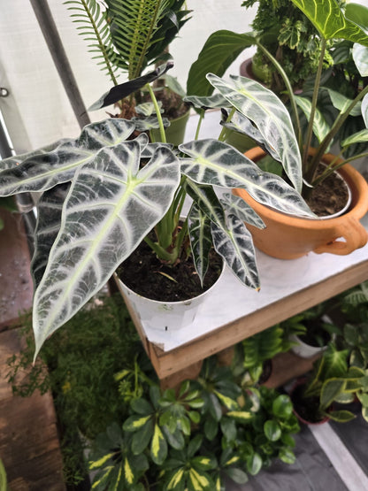 6 inch pot - Bambino Alocasia Big size Fancy House Plant Easy Care - 🪴 Voelk Art & Plants Inc 🪴