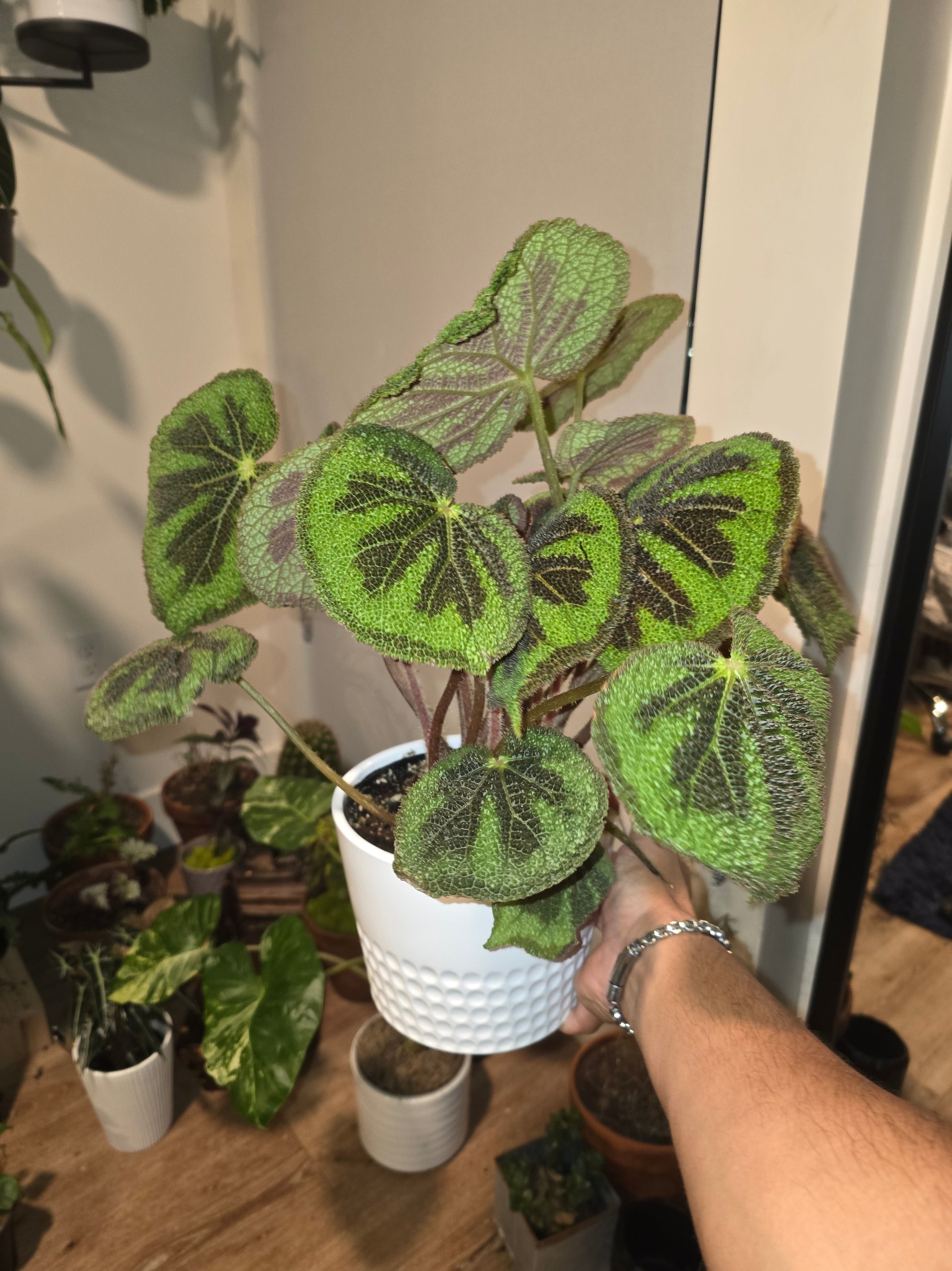 6 inch pot, + ceramic pot - Begonia Masoniana Exotic Rare Plant indoor Elegant - Get Similar - 🪴 Voelk Art & Plants Inc 🪴