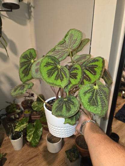 6 inch pot, + ceramic pot - Begonia Masoniana Exotic Rare Plant indoor Elegant - Get Similar - 🪴 Voelk Art & Plants Inc 🪴