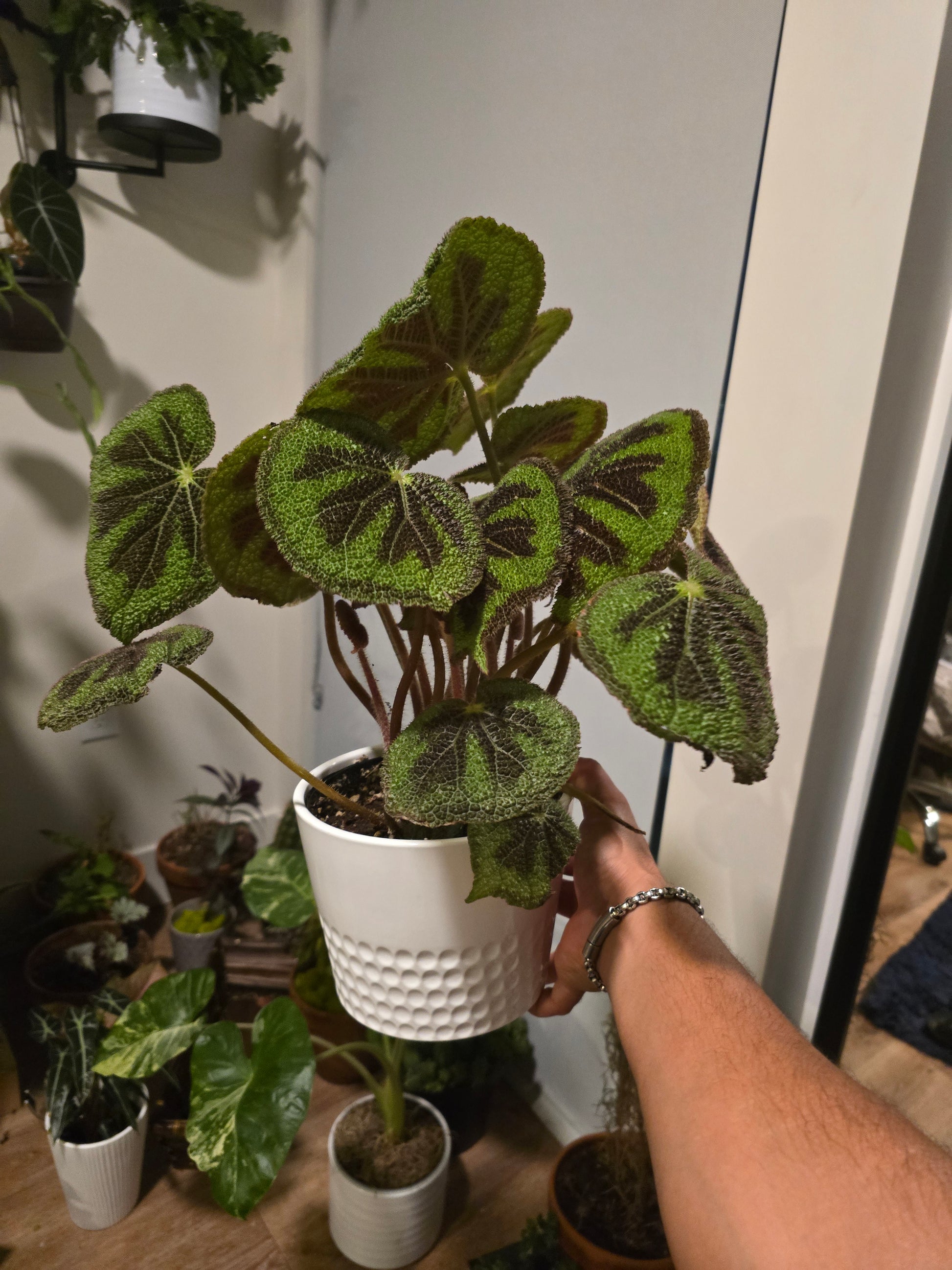 6 inch pot, + ceramic pot - Begonia Masoniana Exotic Rare Plant indoor Elegant - Get Similar - 🪴 Voelk Art & Plants Inc 🪴