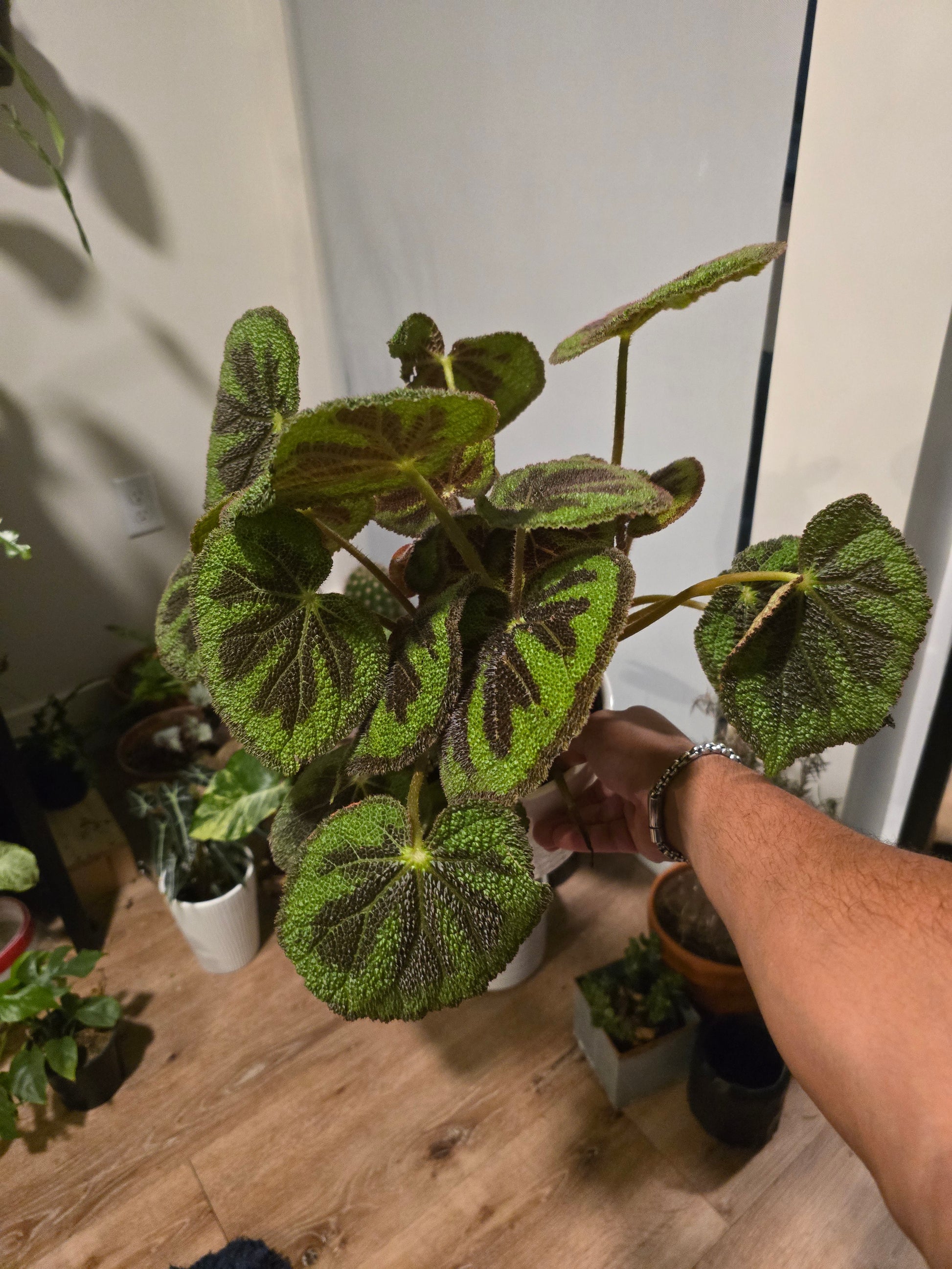 6 inch pot, + ceramic pot - Begonia Masoniana Exotic Rare Plant indoor Elegant - Get Similar - 🪴 Voelk Art & Plants Inc 🪴
