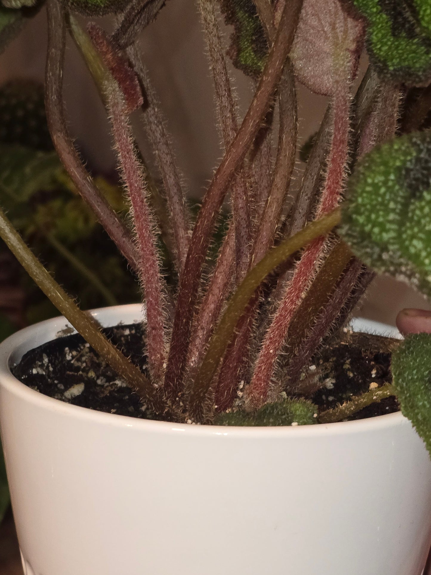 6 inch pot, + ceramic pot - Begonia Masoniana Exotic Rare Plant indoor Elegant - Get Similar - 🪴 Voelk Art & Plants Inc 🪴