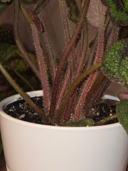 6 inch pot, + ceramic pot - Begonia Masoniana Exotic Rare Plant indoor Elegant - Get Similar - 🪴 Voelk Art & Plants Inc 🪴