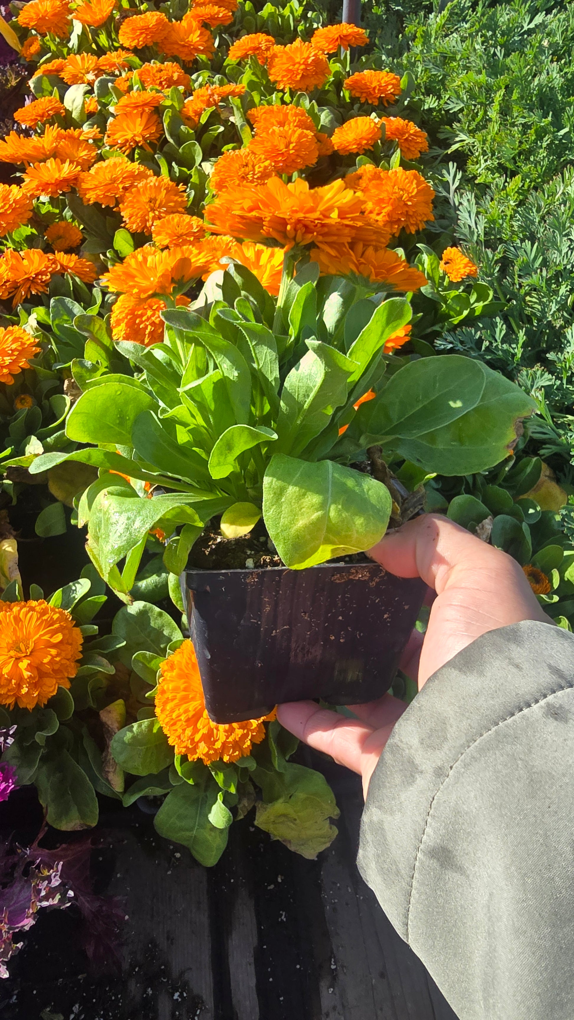 Calendula Officinalis Orange King plant in 4 inch pot - Get similar - 🪴 Voelk Art & Plants Inc 🪴