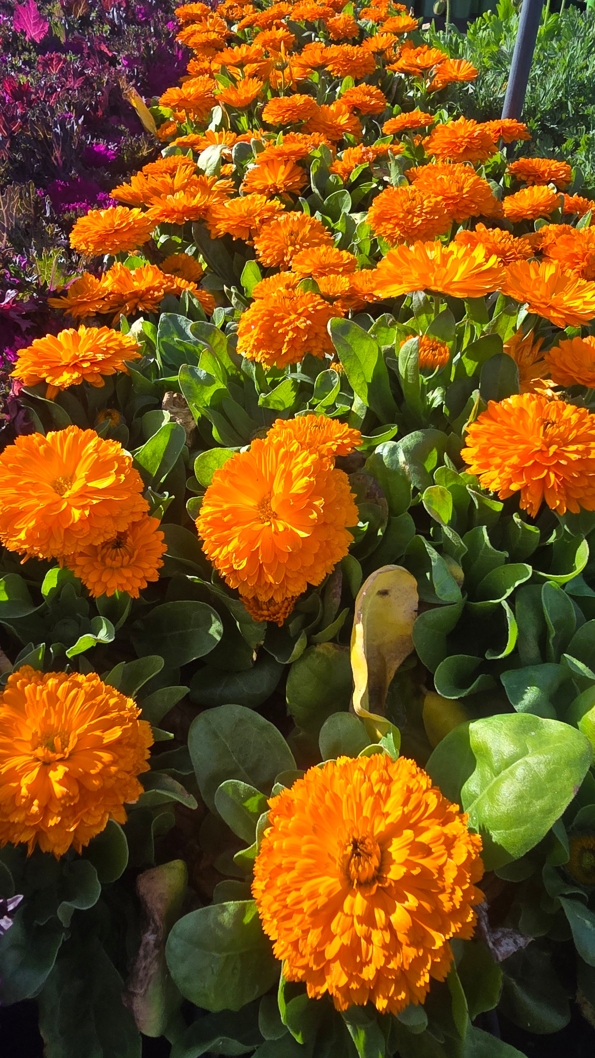calendula potted plant Calendula Officinalis Orange King plant in 4 inch pot - Get similar
