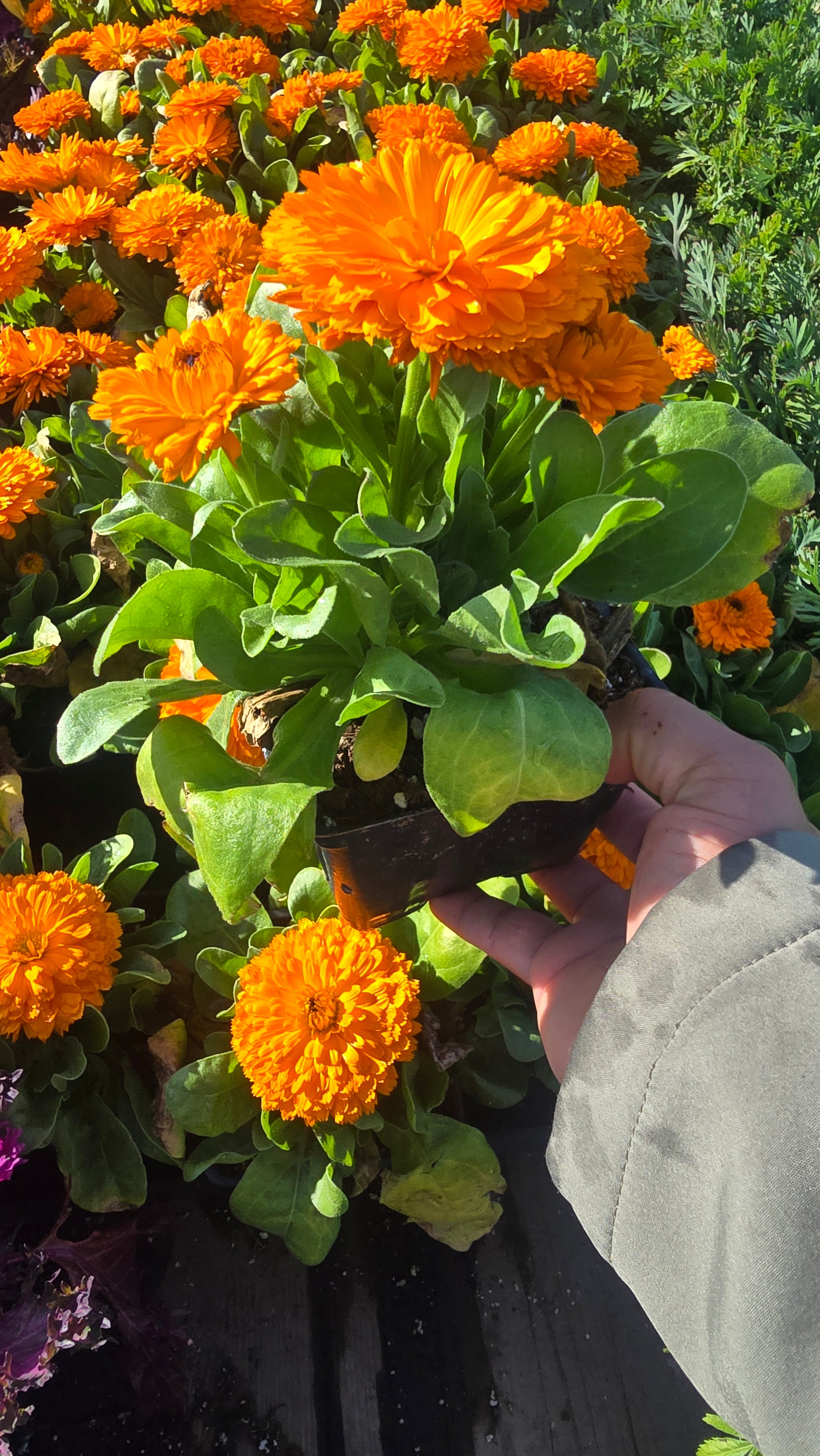 Calendula Officinalis Orange King plant in 4 inch pot - Get similar - 🪴 Voelk Art & Plants Inc 🪴